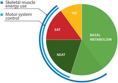 The Thermodynamic Consequences of Parkinson's Disease